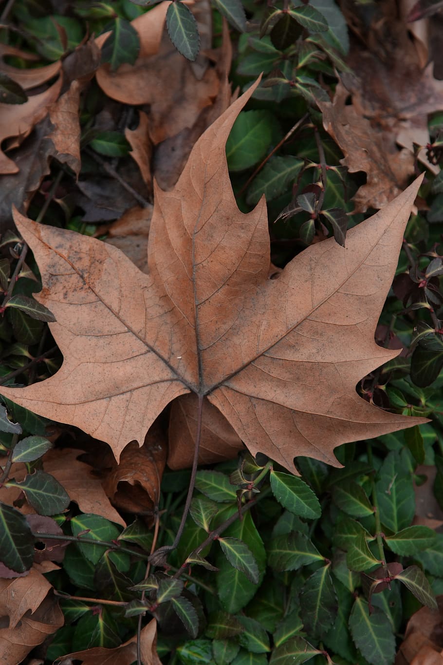 leaf, tree, autumn, plant, plant part, change, dry, leaf vein HD wallpaper