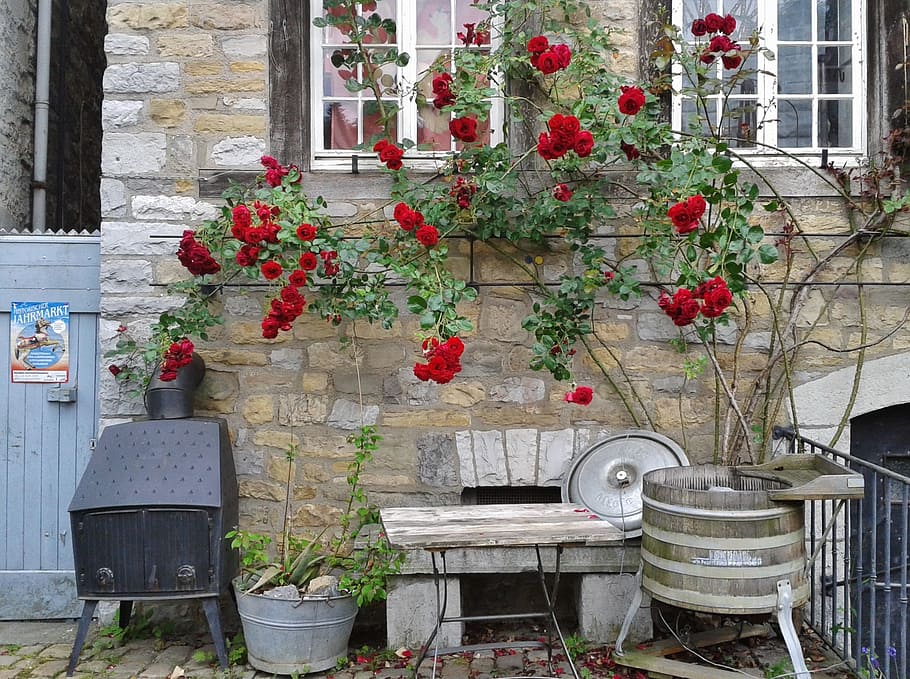 red rose flowers beside brown concrete house at daytime, climbing rose