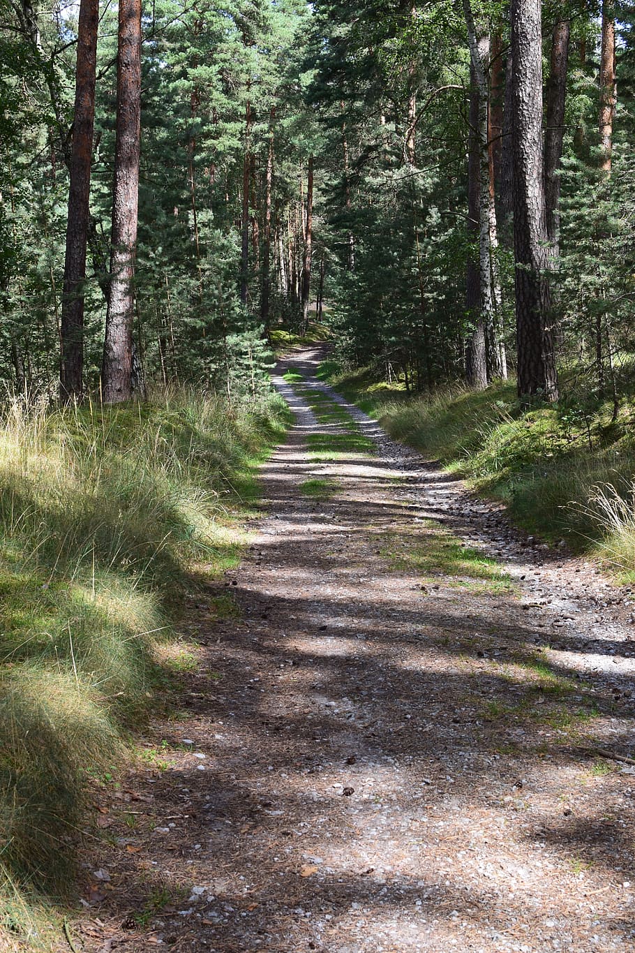 Forest, Path, Idyllic, Trees, Nature, forest path, recovery HD wallpaper