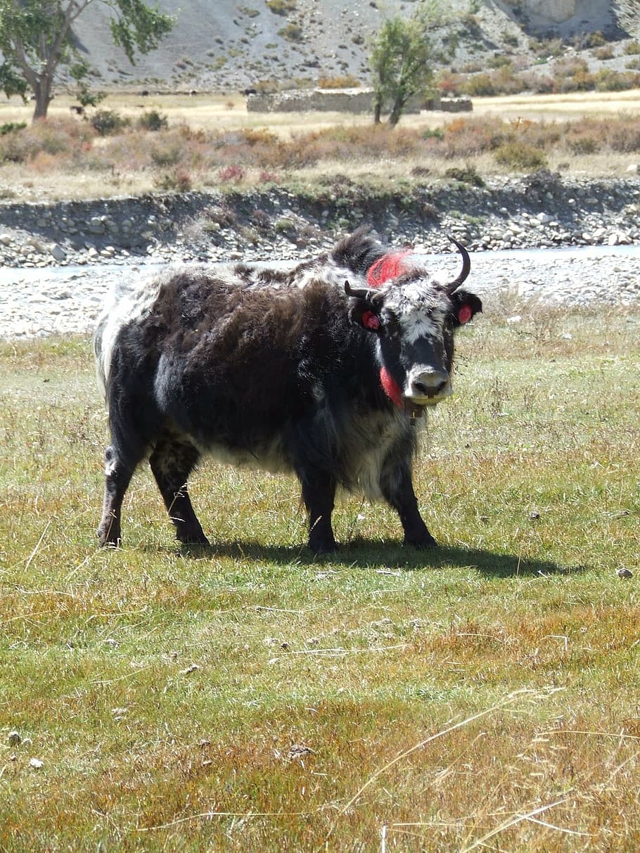yak, himalayan, nepal, mammal, animal themes, domestic, domestic animals HD wallpaper