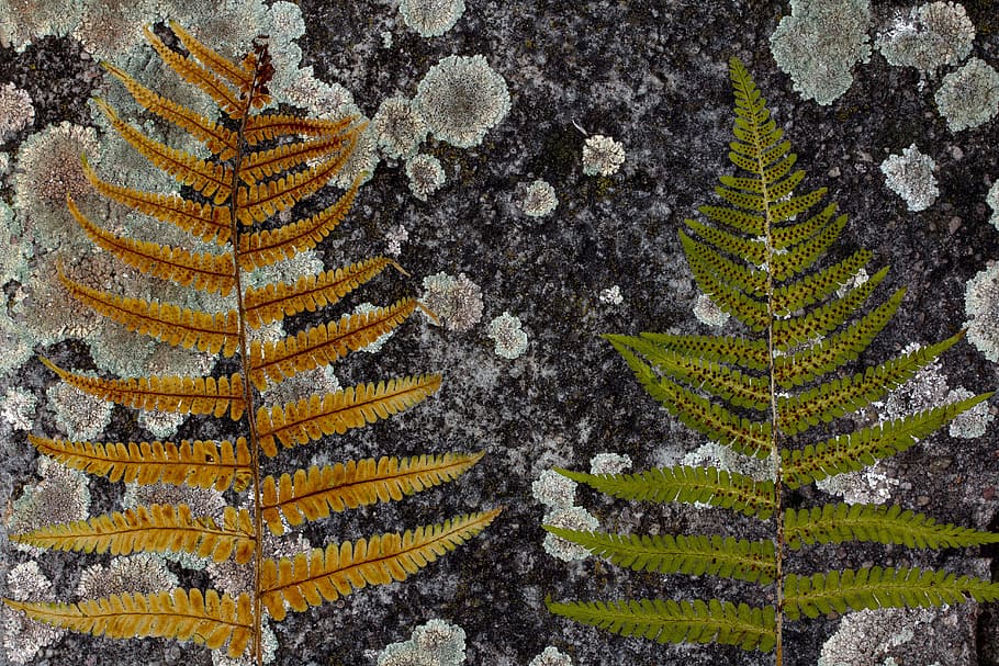 ferns, background, concrete, weave, structure, nature, plant HD wallpaper