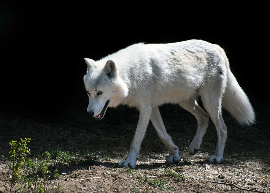 white fox, wolf, predator, mammal, animal, wolf arctic, animal themes HD wallpaper