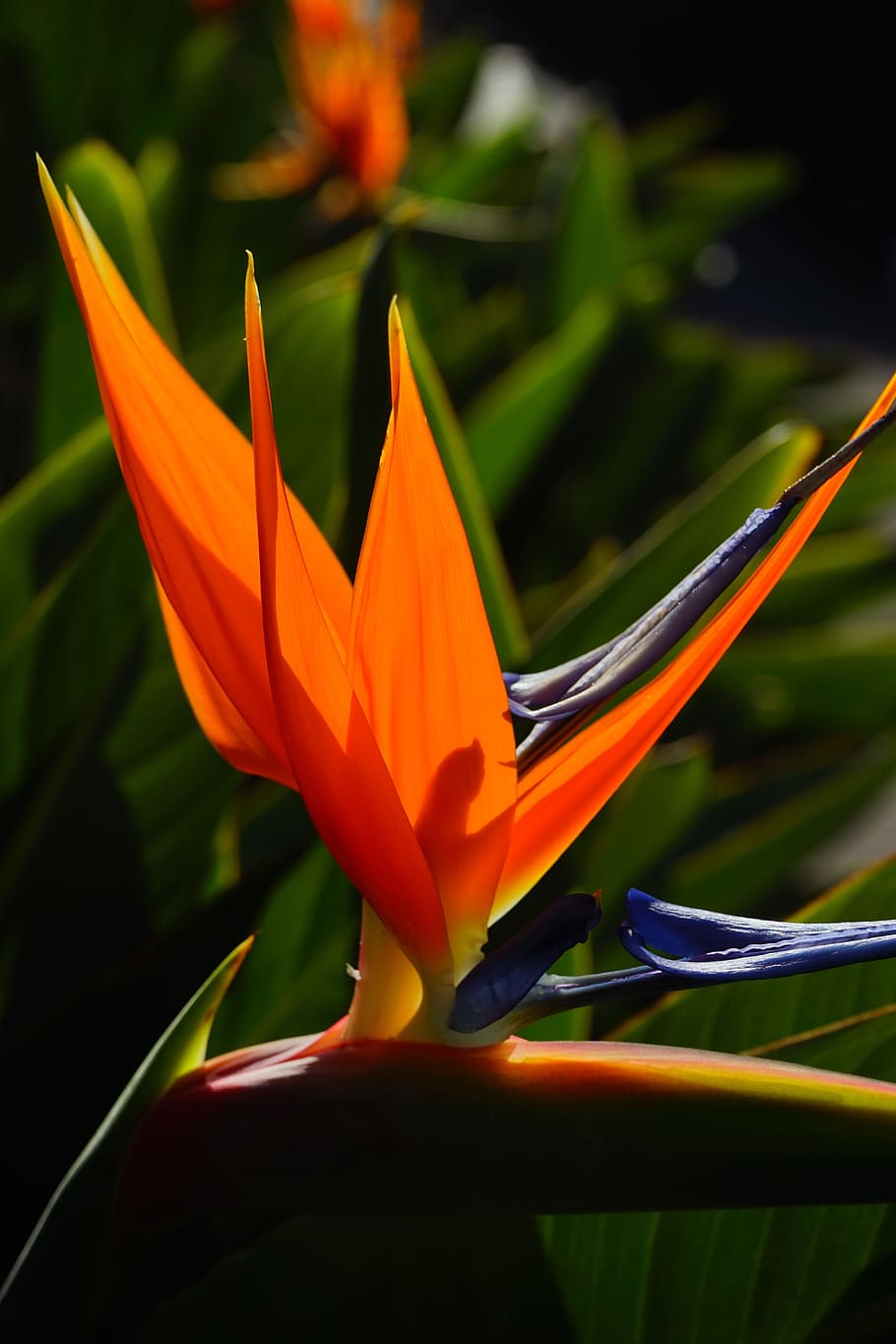 Bird Of Paradise Flower, Flower, Flower, Blossom, bloom, red, HD wallpaper