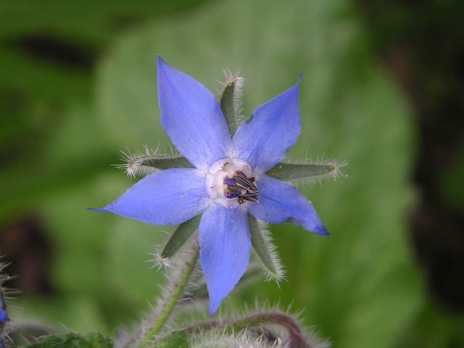 Borage, Blue Flower, borretschblüte, fragility, petal, flower head HD wallpaper
