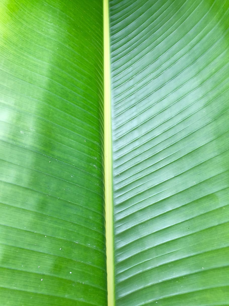 close up photo of green leaf, palm, palm frond, tropical, botany HD wallpaper