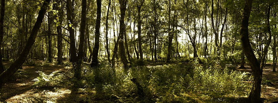 Forest, Trees, green, nature, outdoors, tranquility, no people HD wallpaper