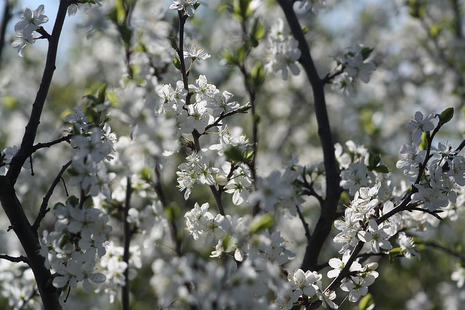 spring, white, bloom, nature, apple tree, leaves, living nature HD wallpaper