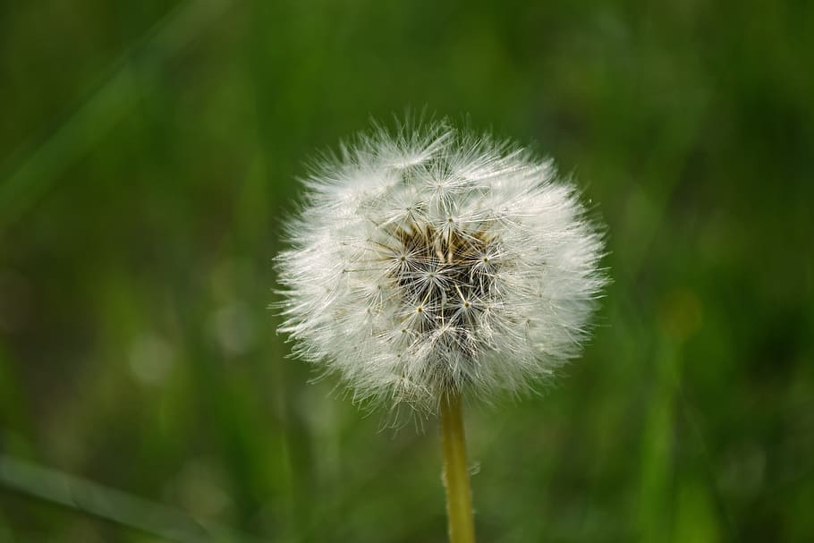 close-up, dandelion, delicate, downy, environment, field, flora HD wallpaper