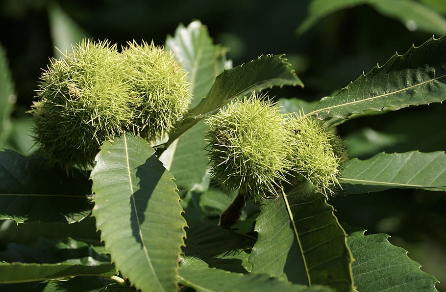 chestnut, tree, nature, autumn, fruit, chestnut tree, plant HD wallpaper
