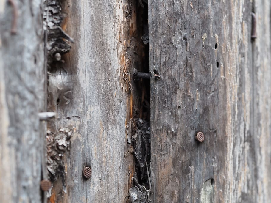 wood, nature, structure, old, grays, dry wood, forest, log HD wallpaper