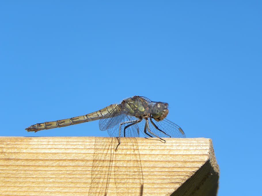 Dragonfly, Bug, Macro, Nature, summer, wings, one animal, blue HD wallpaper