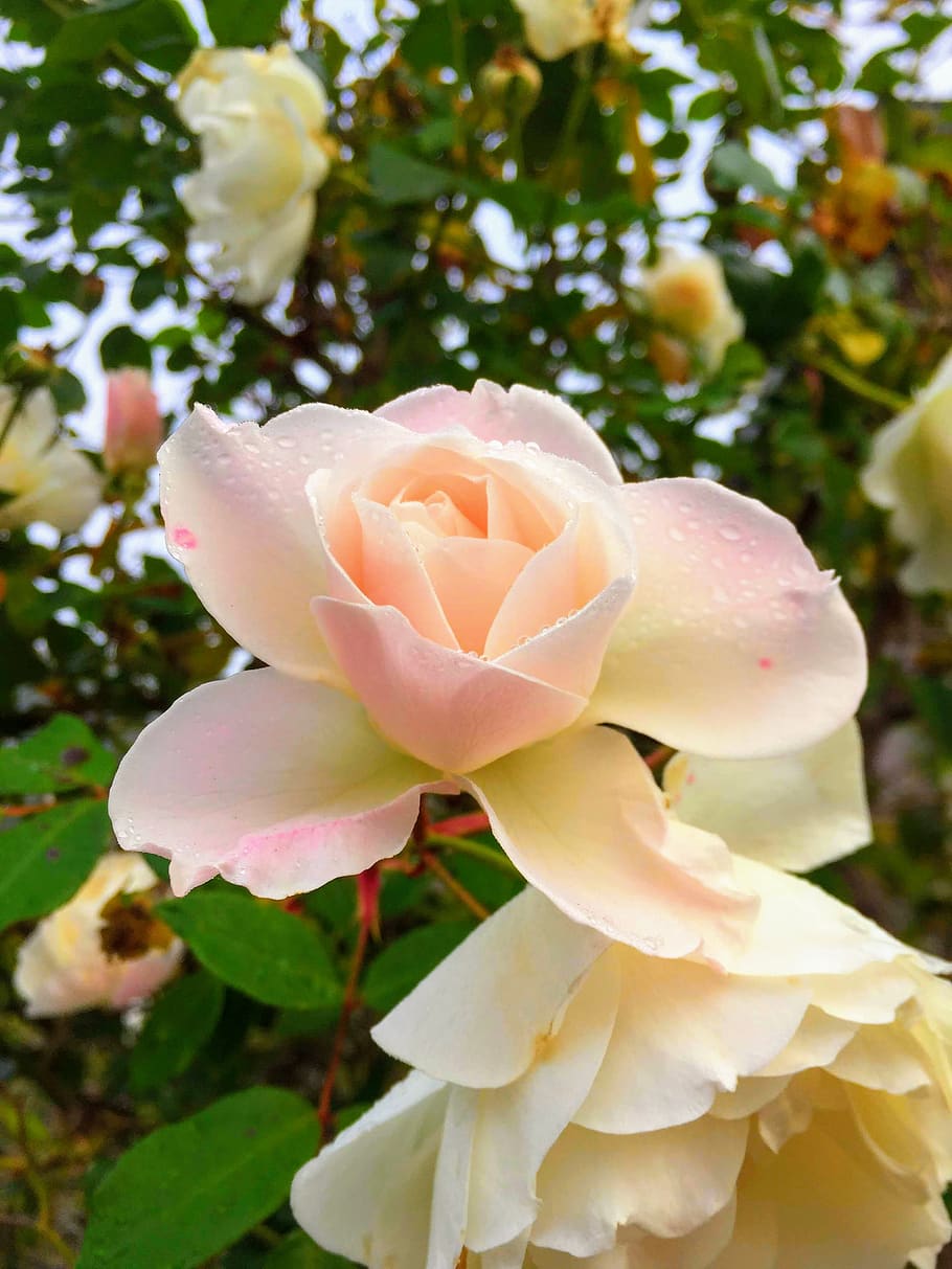 flower, rose, dew, plant, flowering plant, beauty in nature HD wallpaper