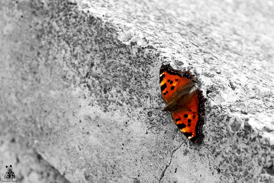 butterfly, concrete, macro, wings, animal themes, insect, invertebrate HD wallpaper