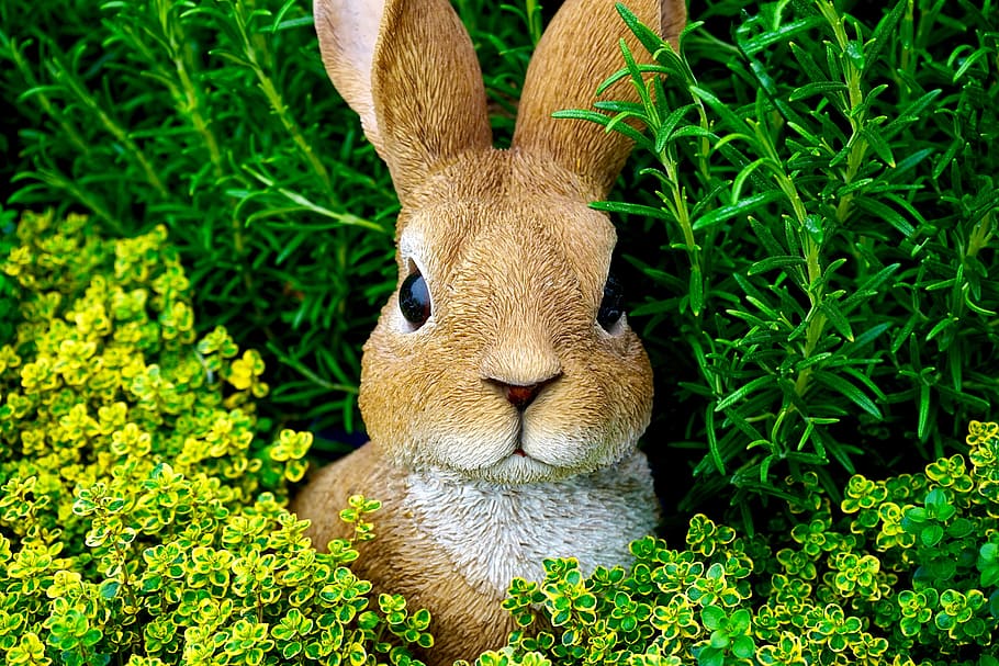 Rabbit, Easter, Bunny, Easter Bunny, cute, spring, grass, fun HD wallpaper