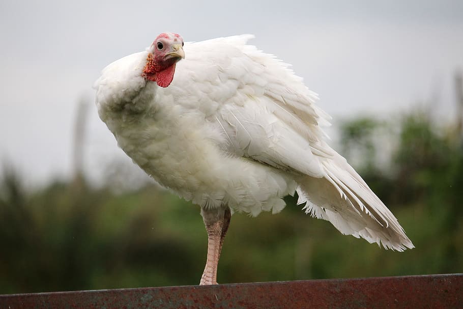 turkey, small, white, looking, sublime, animal themes, bird HD wallpaper