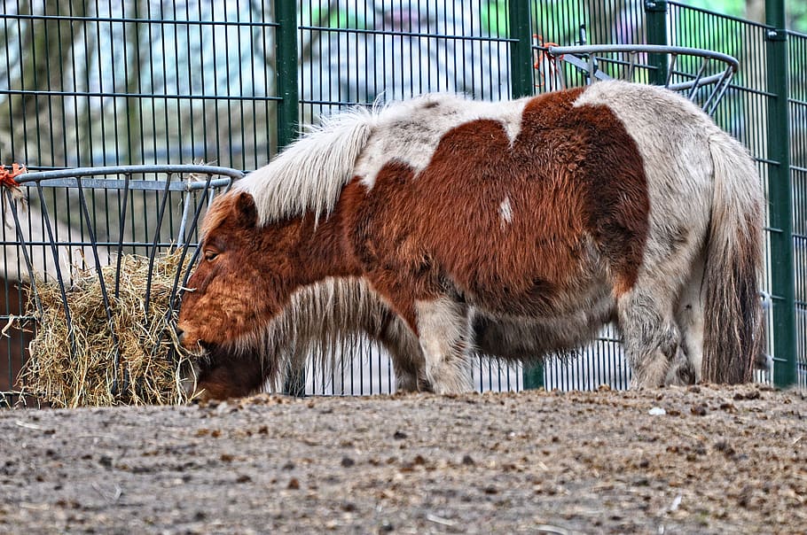 shetland pony, horse, animal, mammal, equine, feeding, hay