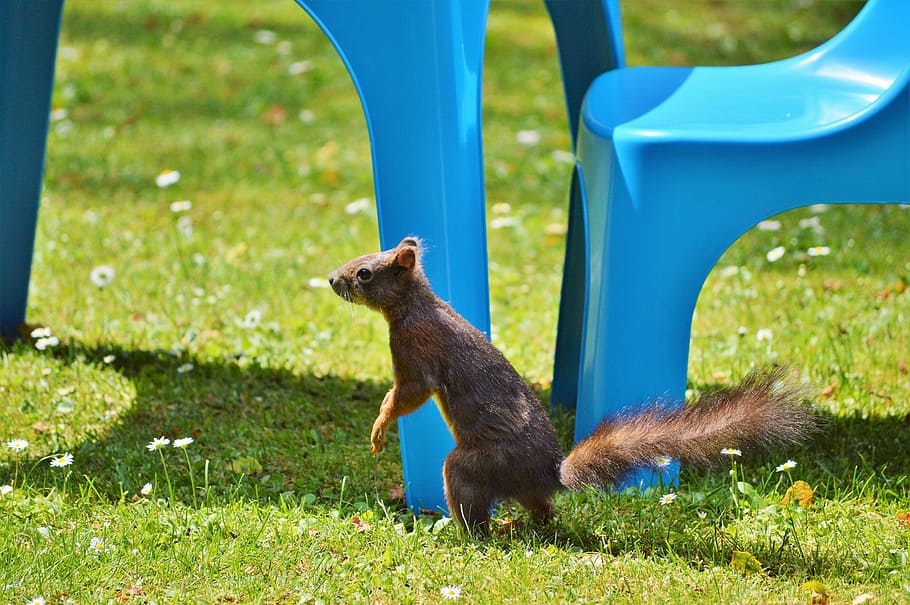 squirrel, nager, rodent, cute, nature, cheeky, animal, garden HD wallpaper