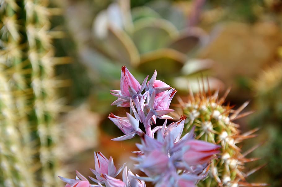 cactus, spur, blossom, bloom, green, prickly, plant, thorns HD wallpaper