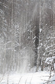 snow covered trees, winter, storm, snowstorm, woods, forest HD wallpaper
