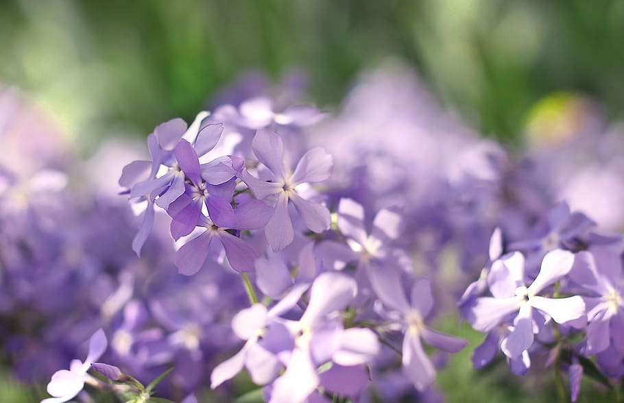 spring, spring flowers, bloom, may, blooming phlox, flowering plant HD wallpaper