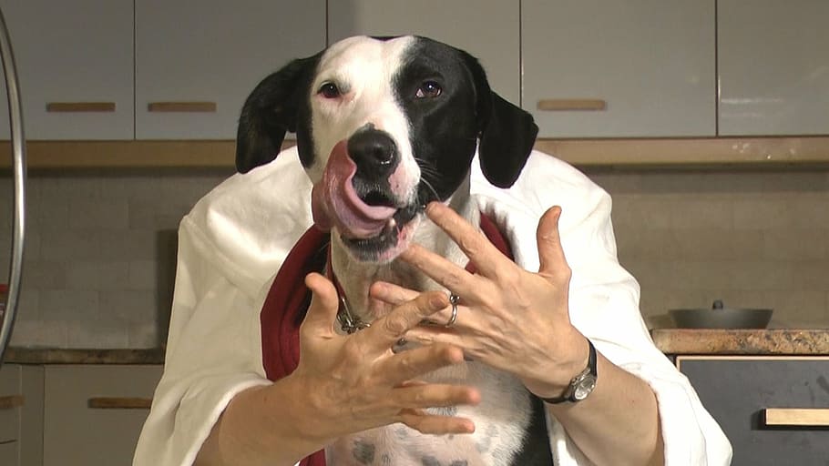 dog, hands, lick, funny, pet, puppy, canine, one animal, domestic HD wallpaper