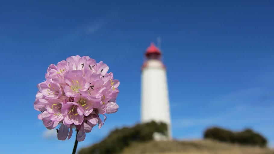 lighthouse, blossom, bloom, coast, flower, flowering plant HD wallpaper