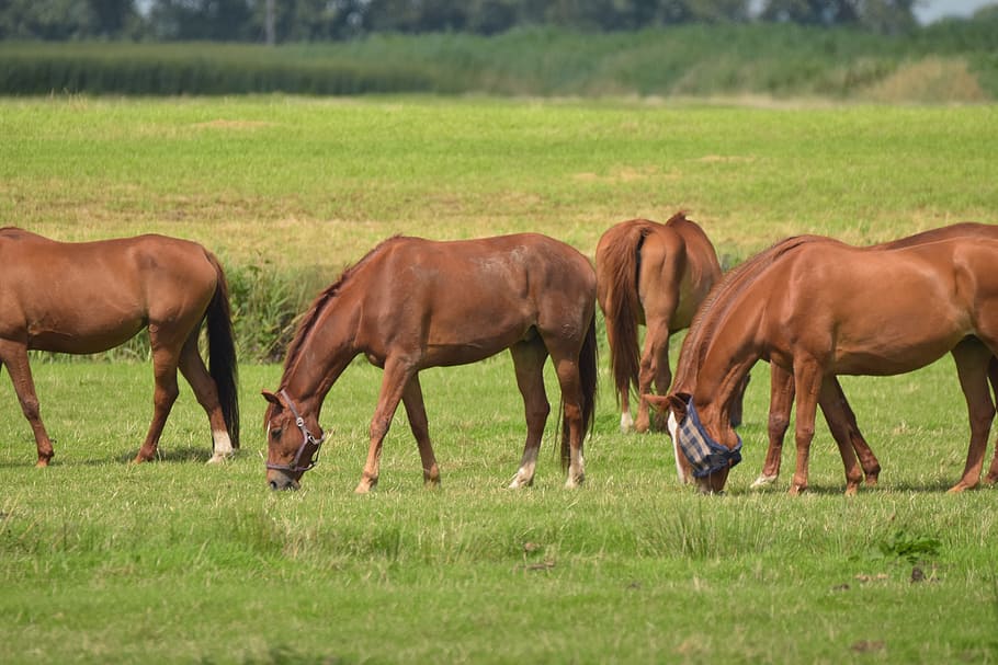 Horses, Pasture, Graze, Coupling, Nature, light brown, animal HD wallpaper