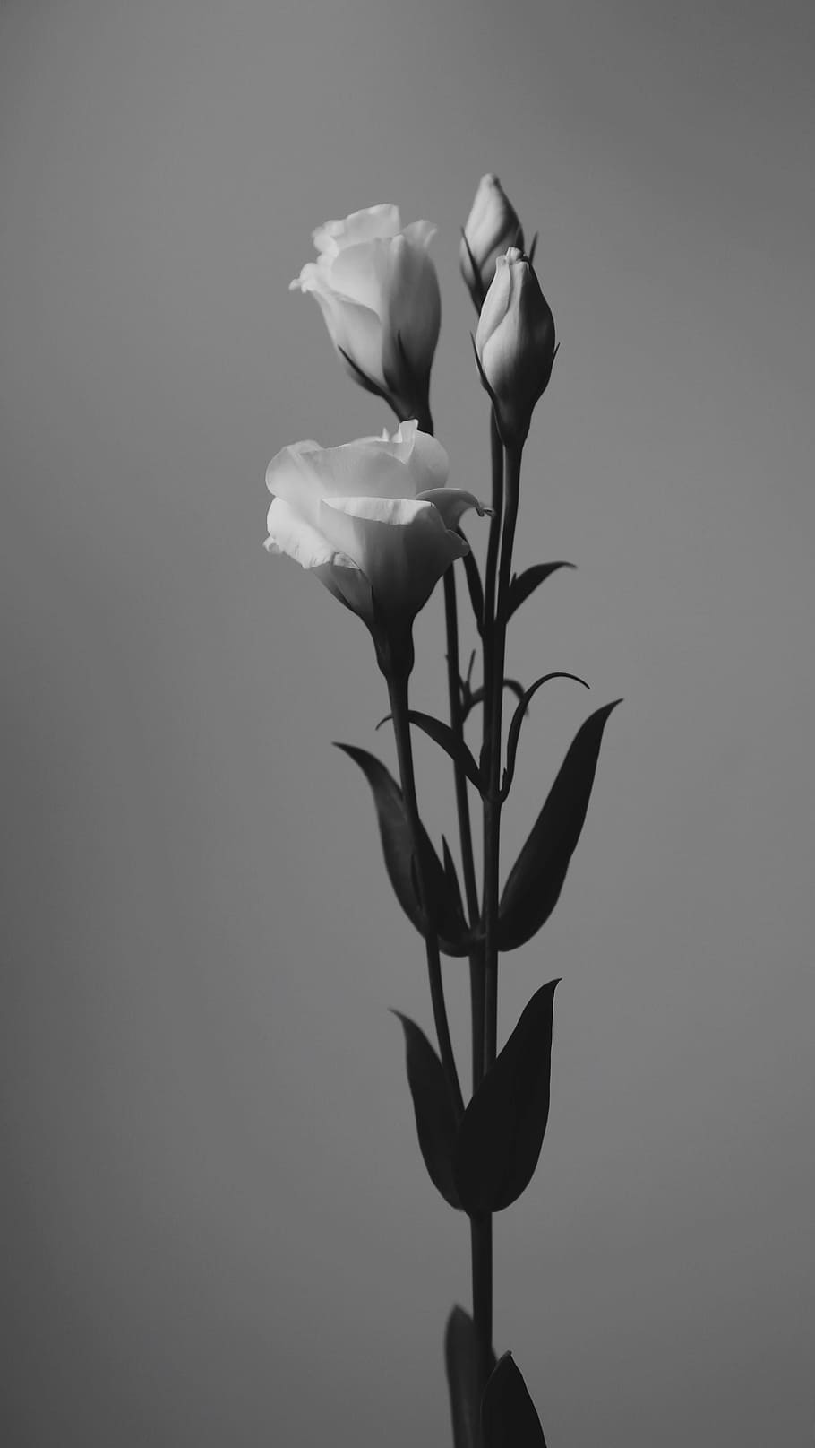 art, beautiful, black and white, blooming, blossom, bright, bud, HD wallpaper