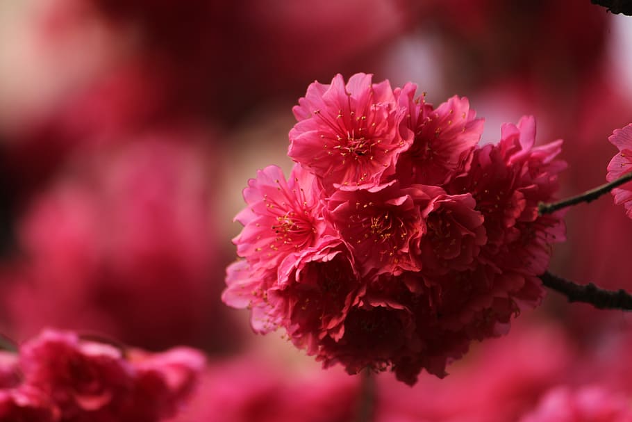 red, cherry blossom, cold fei sakura, flower, flowering plant HD wallpaper