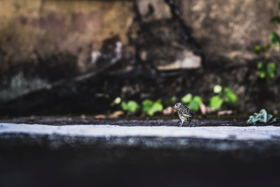 untitled, bird, beak, feather, animal, fly, nature, one animal HD wallpaper