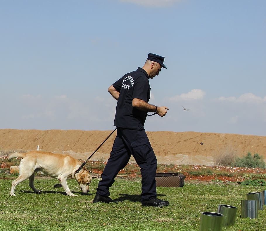 police dog, training, animal, officer, trainer, demonstration