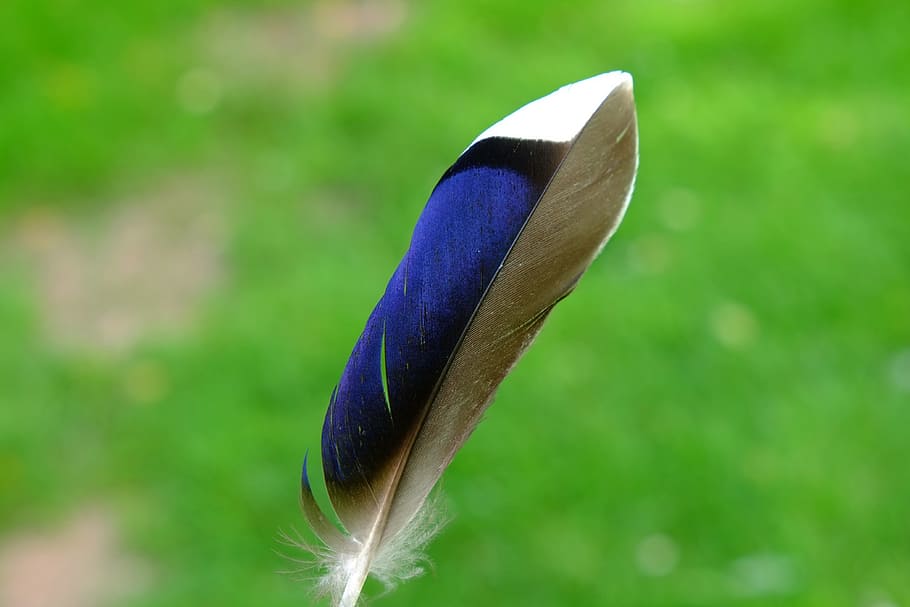 Spring, Bird, Duck, Nature, Fly, water bird, iridescent, birds HD wallpaper