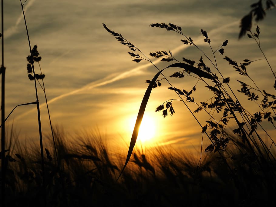 grass, sun, sunset, sky, beauty in nature, plant, growth, cloud - sky HD wallpaper