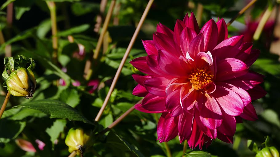flower, red, blossom, bloom, bud, sun, garden, joy, flowering plant HD wallpaper