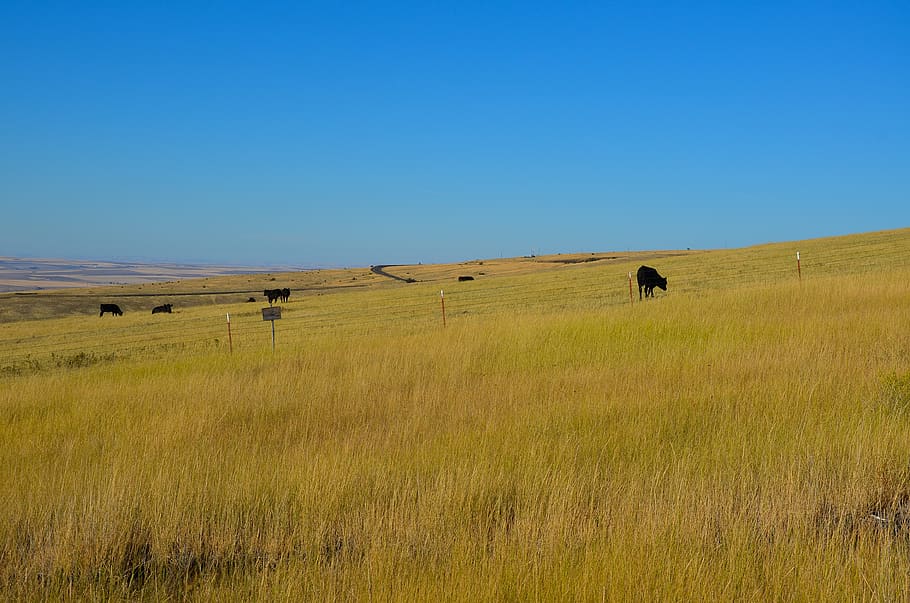 usa, america, grass, pasture, cows, wide, outlook, oregon, sky, HD wallpaper