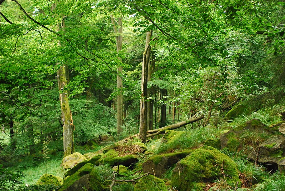green leafed trees during daytime, forest, stones, moss, rock HD wallpaper