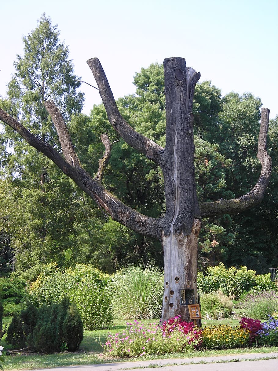 wood, nature, tree damage, plant, growth, tranquility, no people HD wallpaper