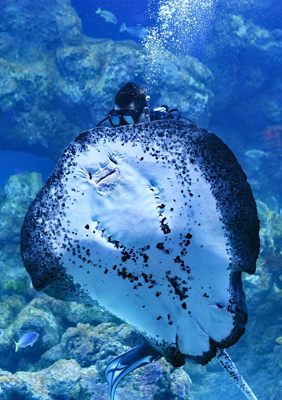 person swimming on top of Manta Ray fish, sting ray in front of diver under the sea, HD wallpaper