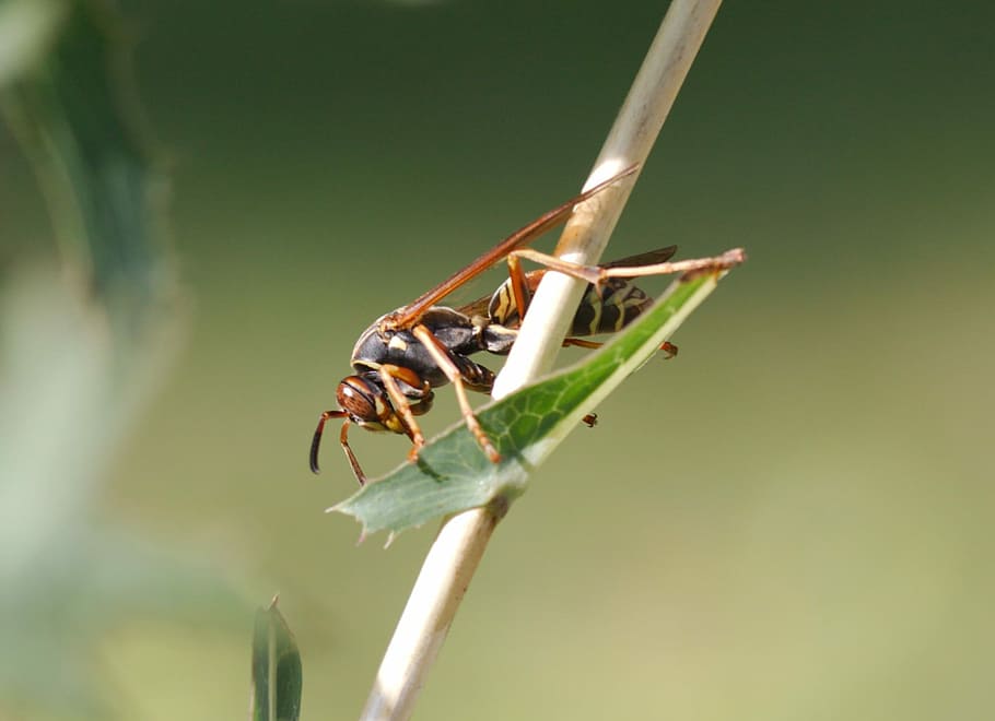 Wasp, Yellow Jacket, Insect, Nature, beneficial, one animal HD wallpaper