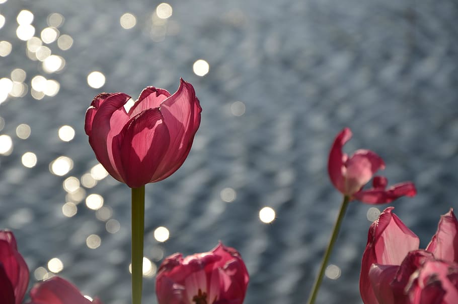 water, wave, flower, beauty in nature, petal, red, plant, flowering plant HD wallpaper