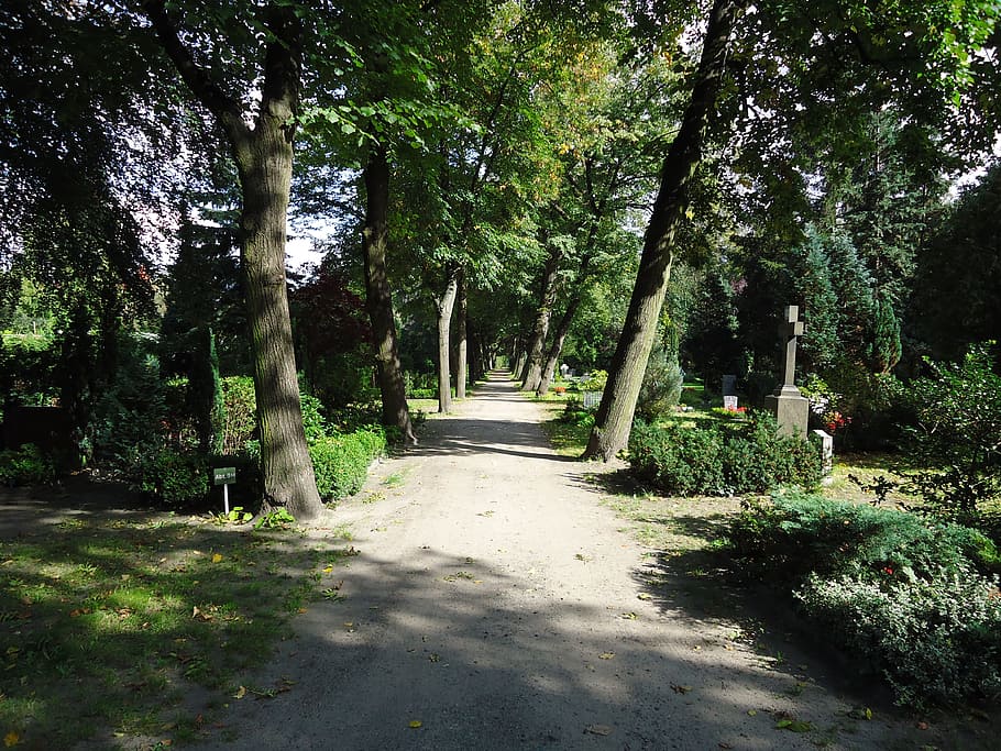 Cemetery, Tree, Light, park, trees, nature, forest, outdoors HD wallpaper