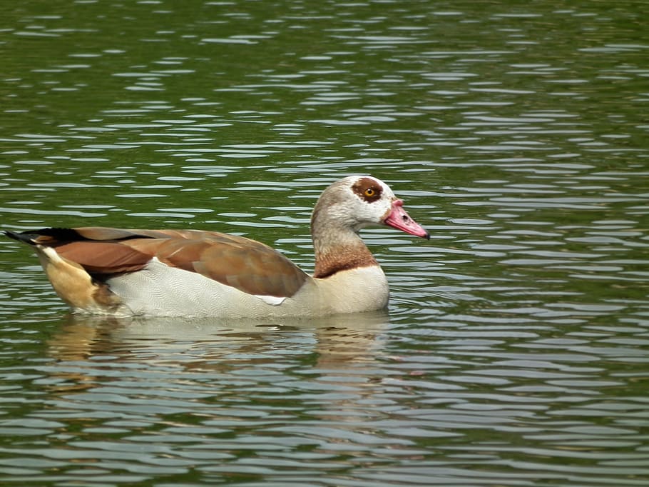 bird, water, pond, afloat, surface, water bird, goose nile, HD wallpaper