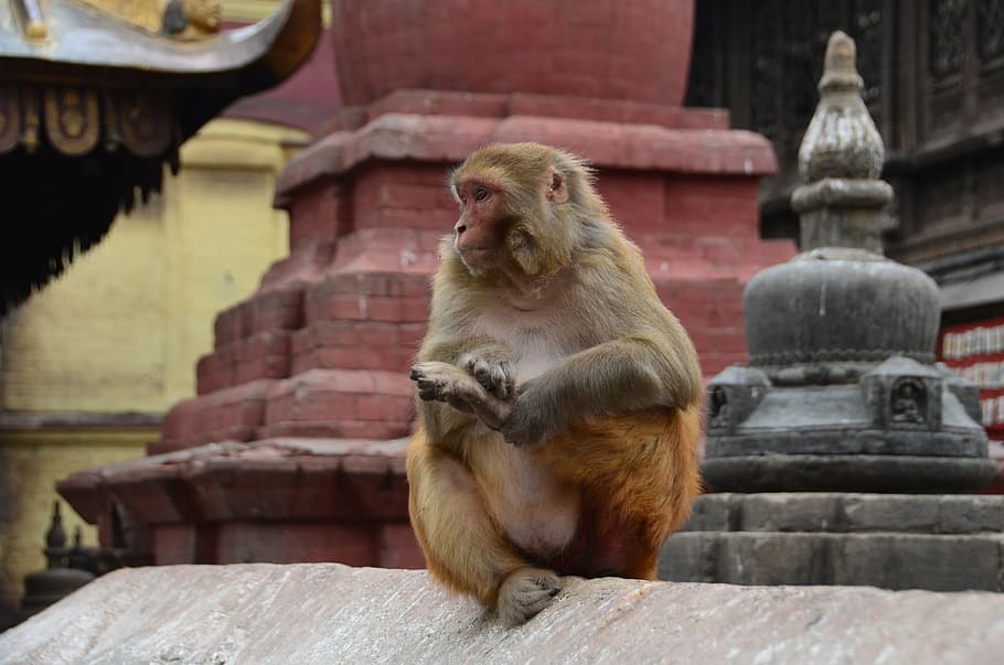 animal, monkey, temple, asia, macaque, mammal, sitting, primate HD wallpaper