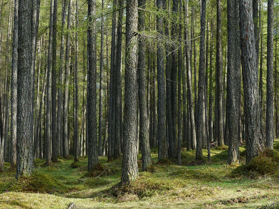 green trees, larch forest, tree trunks, strains, fairy tale forest HD wallpaper