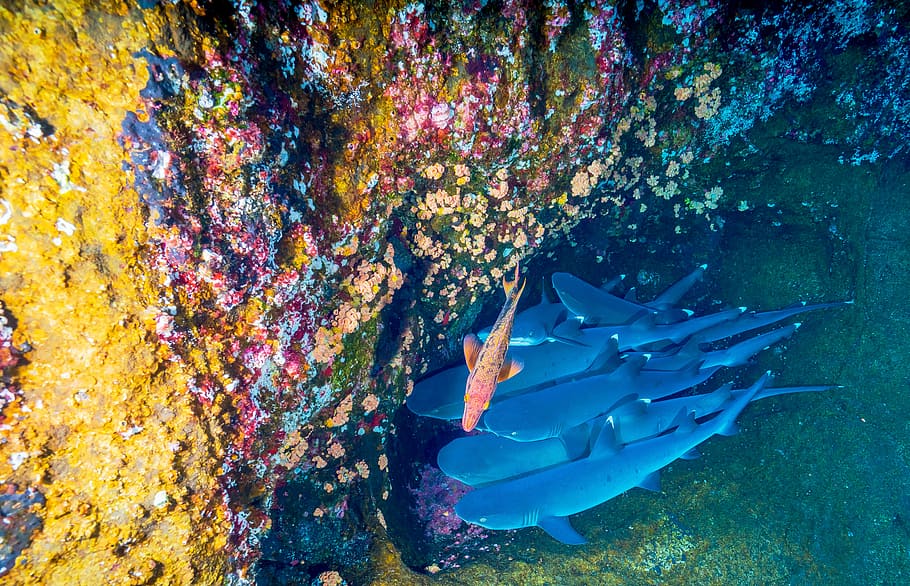 fish near coral reef underwater, school of gray sharks, rock, HD wallpaper