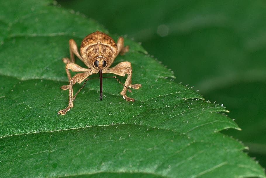 brown weevil on green leaf, beetle, insect, curculionoidea, bug, HD wallpaper