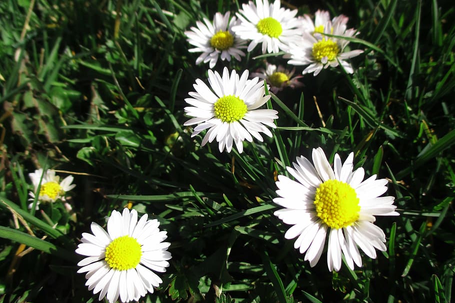 daisies, flower, nature, flowering plant, freshness, vulnerability HD wallpaper