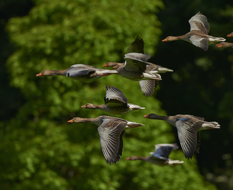 flock of mallard ducks flying near green tree, flock of birds