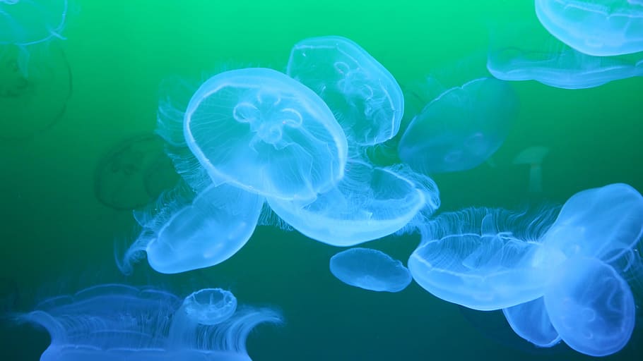 macro photography of blue jellyfishes, medusa, schirmqualle, sea animal
