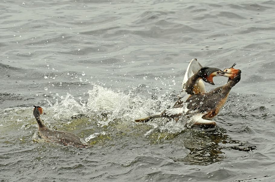 grebe, bird, waterfowl, torque, couple, fighting, territory HD wallpaper
